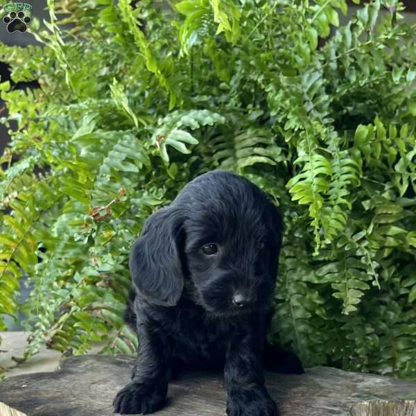 Remi, Dachshund Mix Puppy