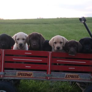 Eva Burkholder,  Breeder