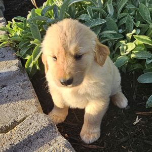 Elmer Kauffman,  Breeder