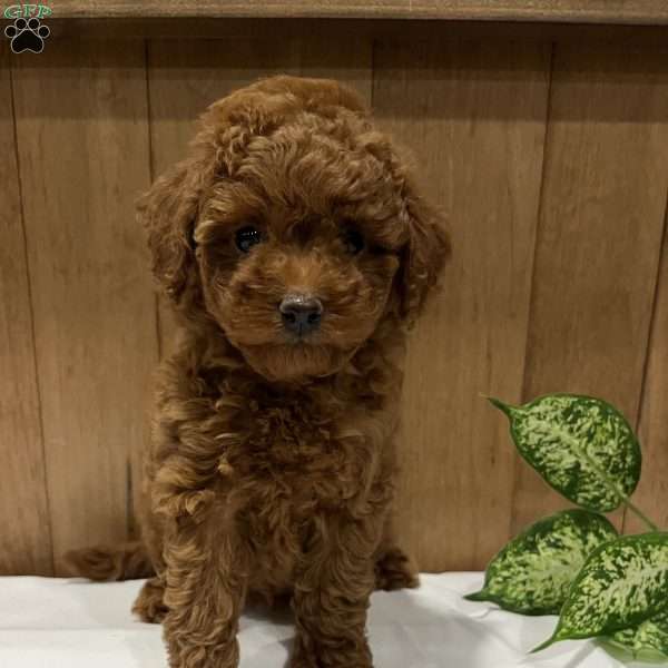 Paisley, Toy Poodle Puppy