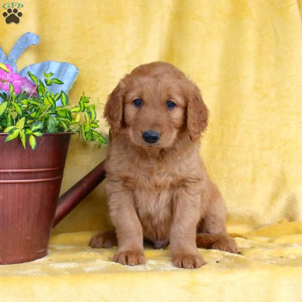 Dean, Golden Retriever Puppy