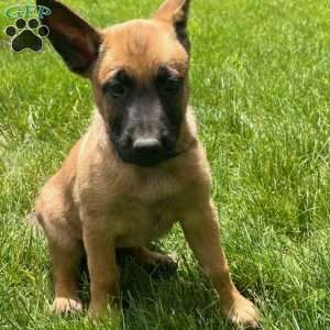 Kara, Belgian Malinois Puppy