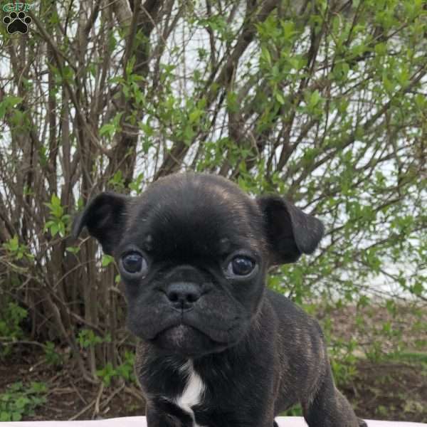 Jasper, Bugg Puppy