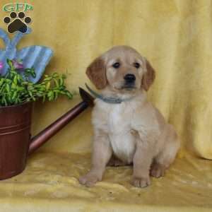 Dakota, Golden Retriever Puppy