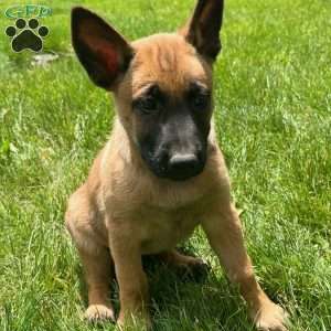 Kara, Belgian Malinois Puppy