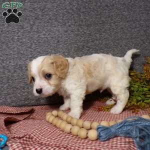 Biscuit, Cavachon Puppy