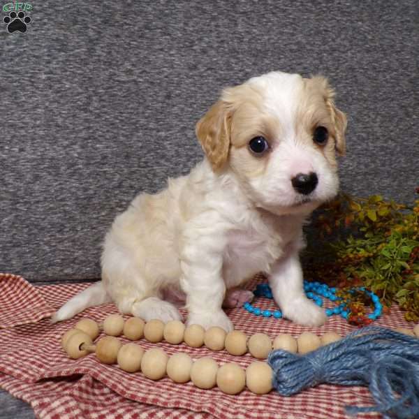 Biscuit, Cavachon Puppy