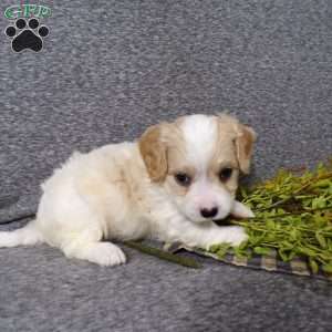 Biscuit, Cavachon Puppy