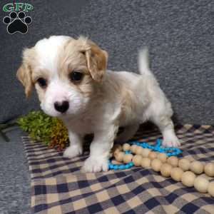 Biscuit, Cavachon Puppy