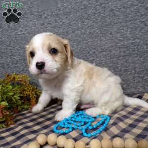 Biscuit, Cavachon Puppy