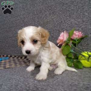 Banjo, Cavachon Puppy
