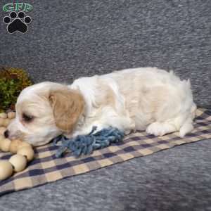 Banjo, Cavachon Puppy