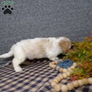 Banjo, Cavachon Puppy