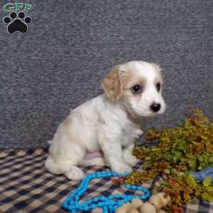 Beanie, Cavachon Puppy