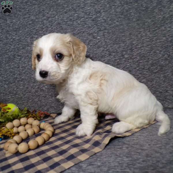 Beanie, Cavachon Puppy