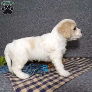 Beanie, Cavachon Puppy