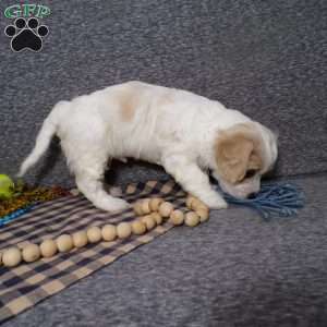 Beanie, Cavachon Puppy