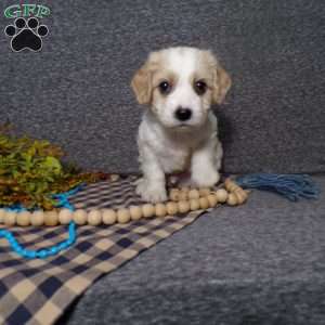 Beanie, Cavachon Puppy