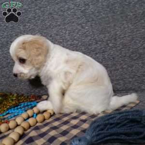 Beanie, Cavachon Puppy