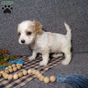 Bozo, Cavachon Puppy