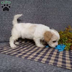 Bozo, Cavachon Puppy