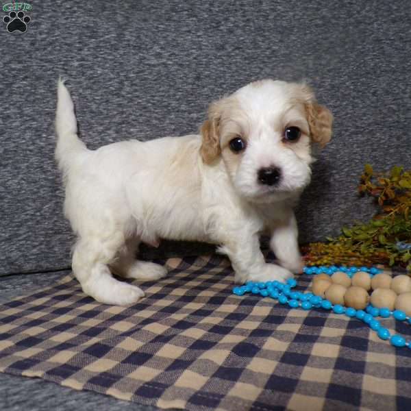 Bozo, Cavachon Puppy