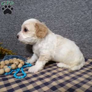Bozo, Cavachon Puppy
