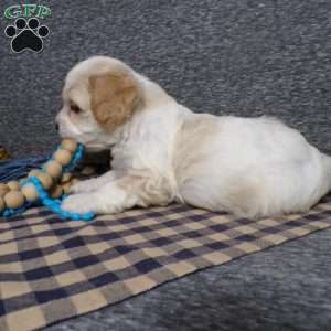 Bozo, Cavachon Puppy