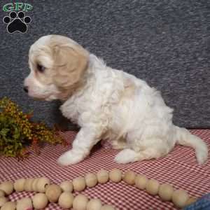 Bianca, Cavachon Puppy