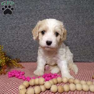 Bianca, Cavachon Puppy