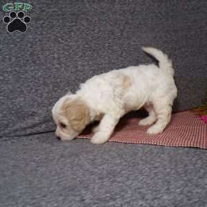 Bianca, Cavachon Puppy