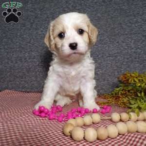 Bianca, Cavachon Puppy