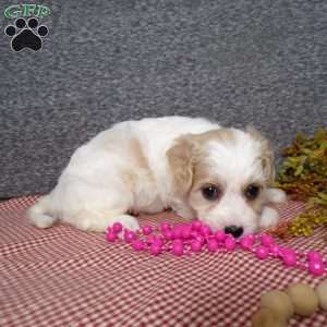 Bubbles, Cavachon Puppy