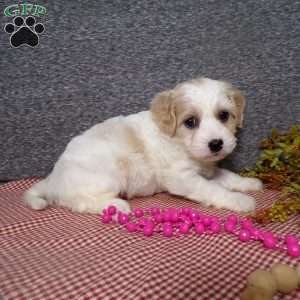 Bubbles, Cavachon Puppy