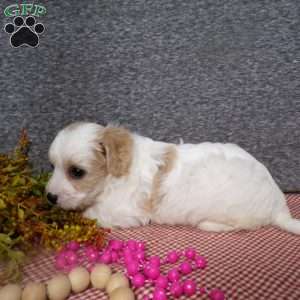 Bubbles, Cavachon Puppy