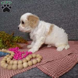 Bubbles, Cavachon Puppy