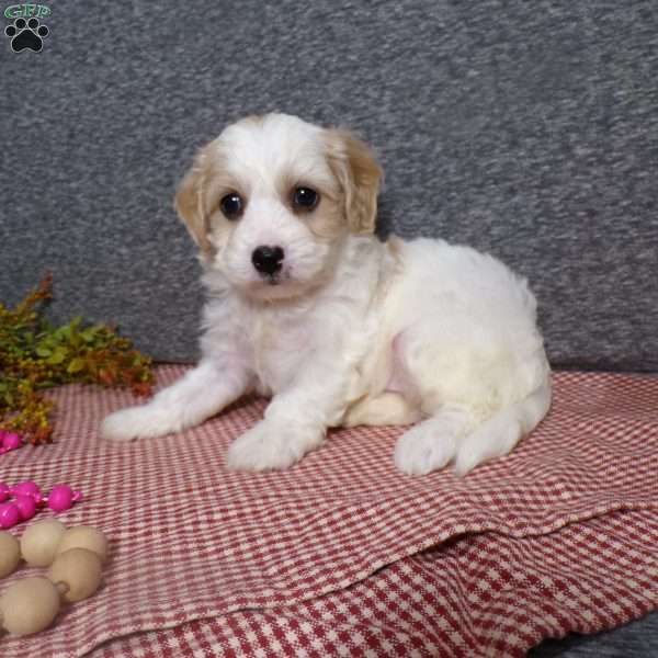 Bubbles, Cavachon Puppy