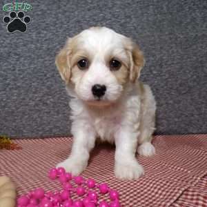 Bubbles, Cavachon Puppy