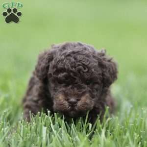 Harley, Toy Poodle Puppy