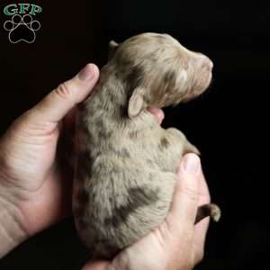 Punster, Mini Golden Mountain Doodle Puppy
