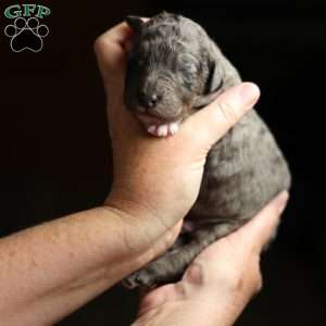 Remote, Mini Golden Mountain Doodle Puppy