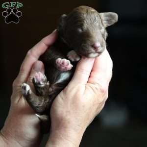 Sear, Mini Golden Mountain Doodle Puppy