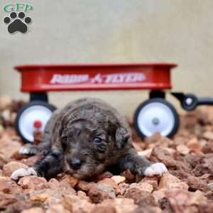 Remote, Mini Golden Mountain Doodle Puppy