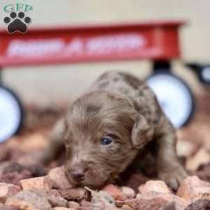 Punster, Mini Golden Mountain Doodle Puppy