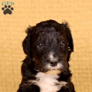 Grill, Mini Golden Mountain Doodle Puppy