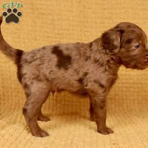 Punster, Mini Golden Mountain Doodle Puppy