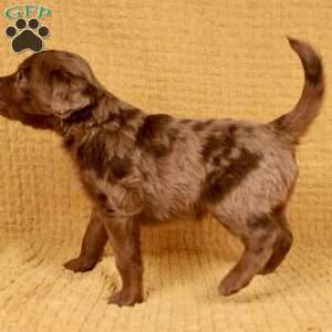 Punster, Mini Golden Mountain Doodle Puppy