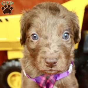 Punster, Mini Golden Mountain Doodle Puppy