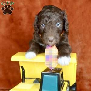 Sear, Mini Golden Mountain Doodle Puppy