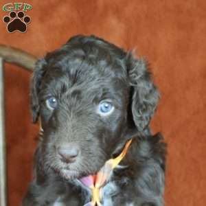 Sear, Mini Golden Mountain Doodle Puppy